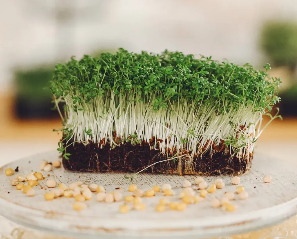 microgreens business