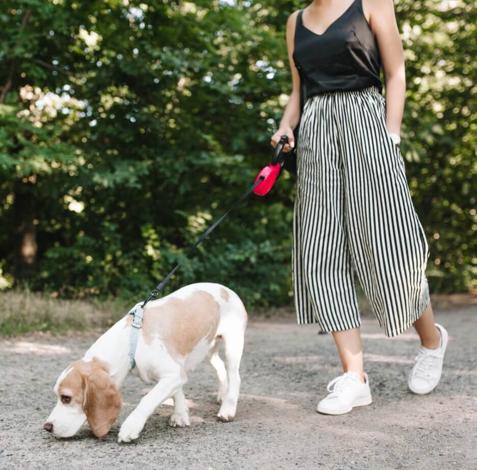 Pet Sitting Business