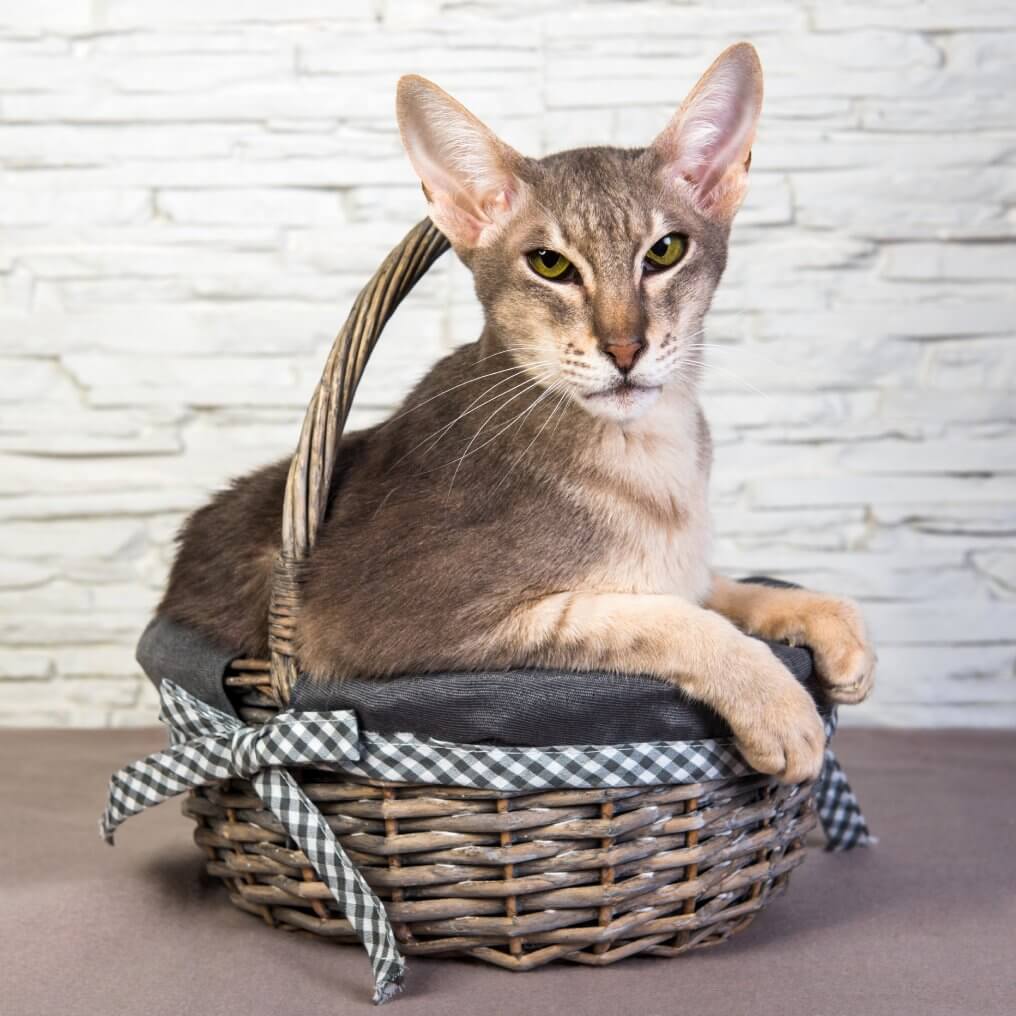 Wicker Cat Carriers business