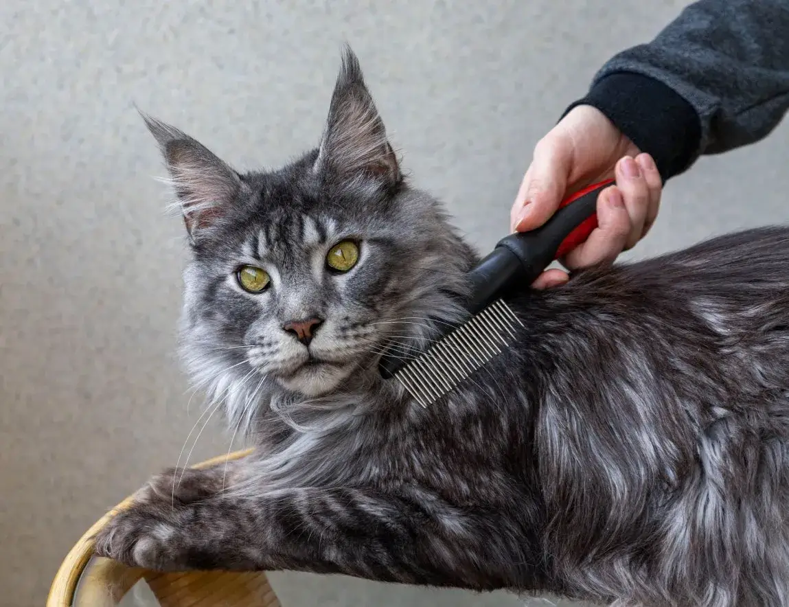 pet grooming business for cats