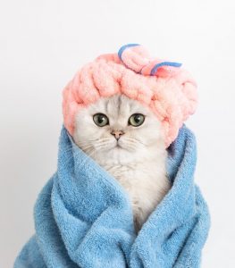 Cat Grooming Business