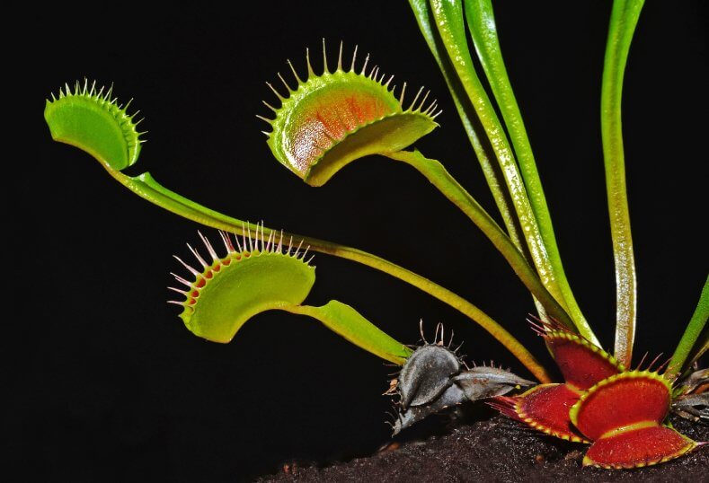 Carnivorous Plant Business
