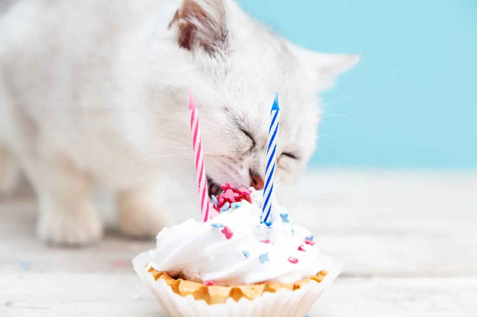 kitten eating birthday cake