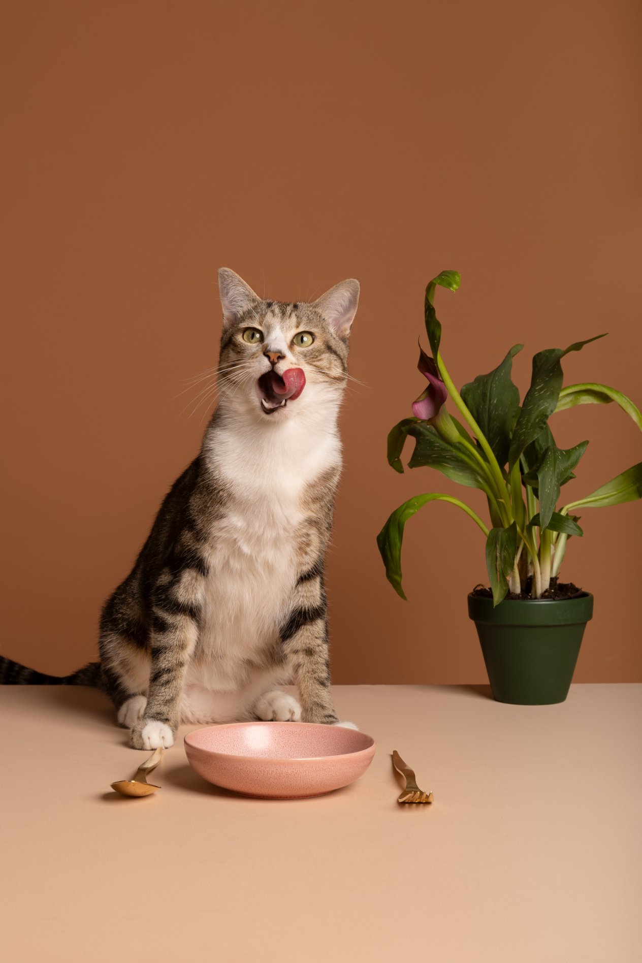 cat with bowl food