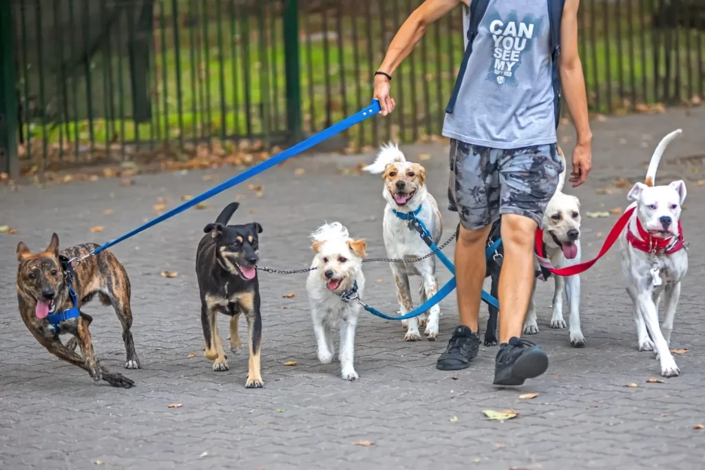 professional dog walker running a local dog walking route in 2026