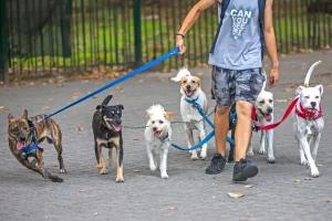 professional dog walker running a local dog walking route in 2026