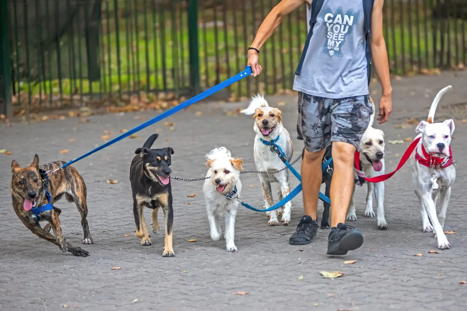 professional dog walker running a local dog walking route in 2026