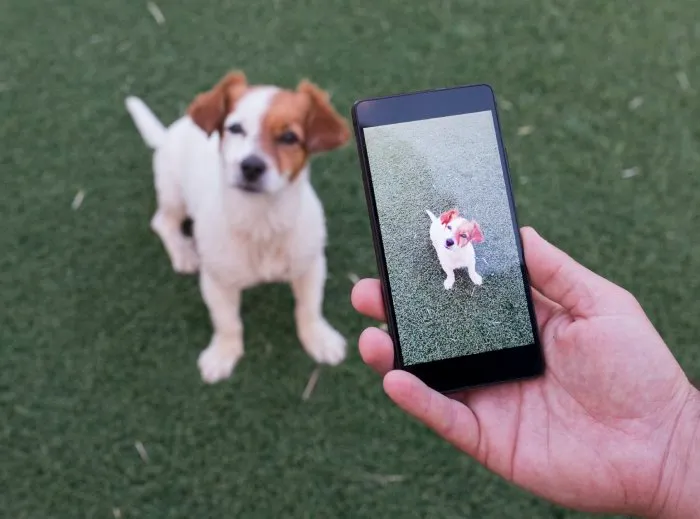 professional dog walking updates with photo notes and report card