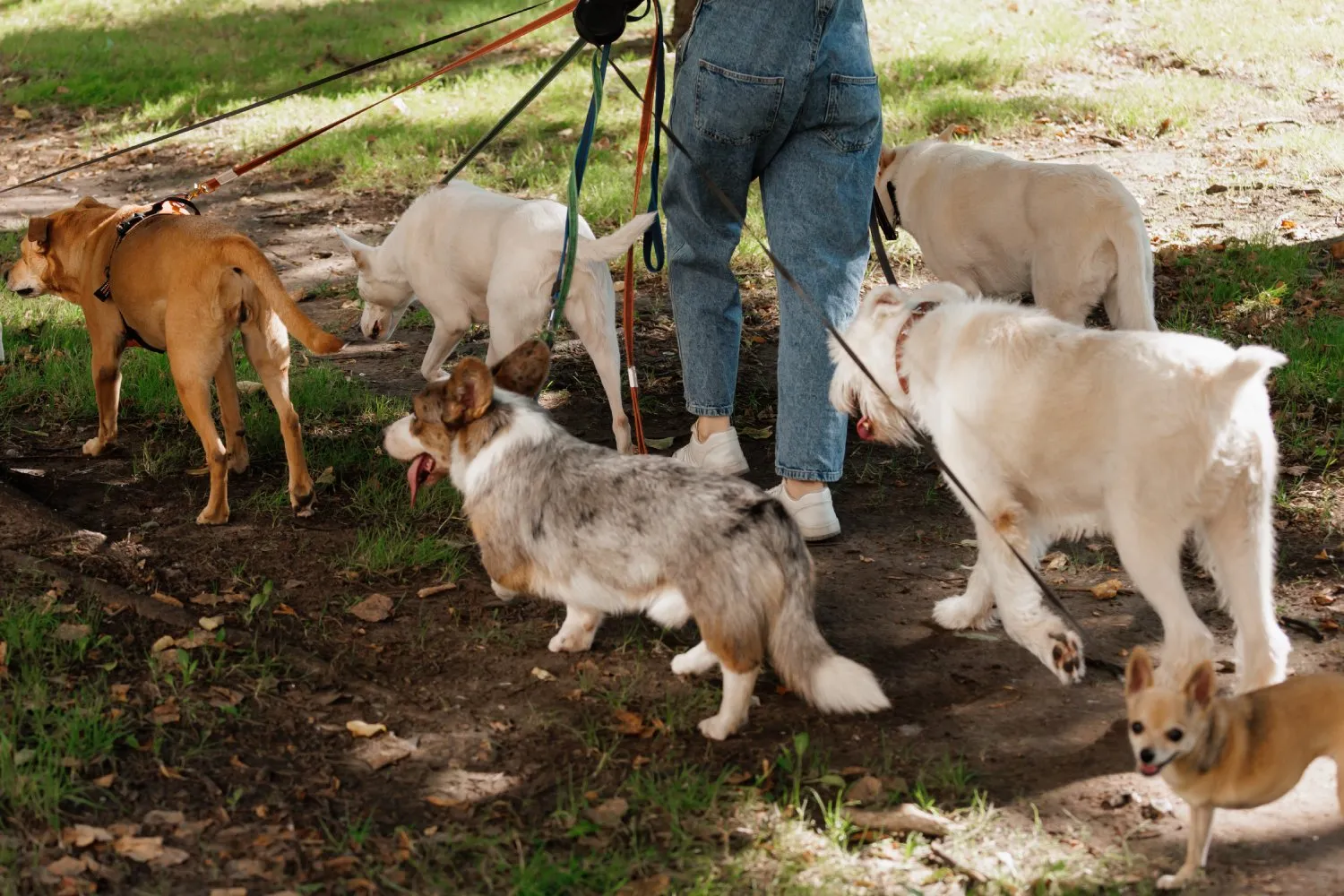 dog walking time math showing travel leash-up walk and client update